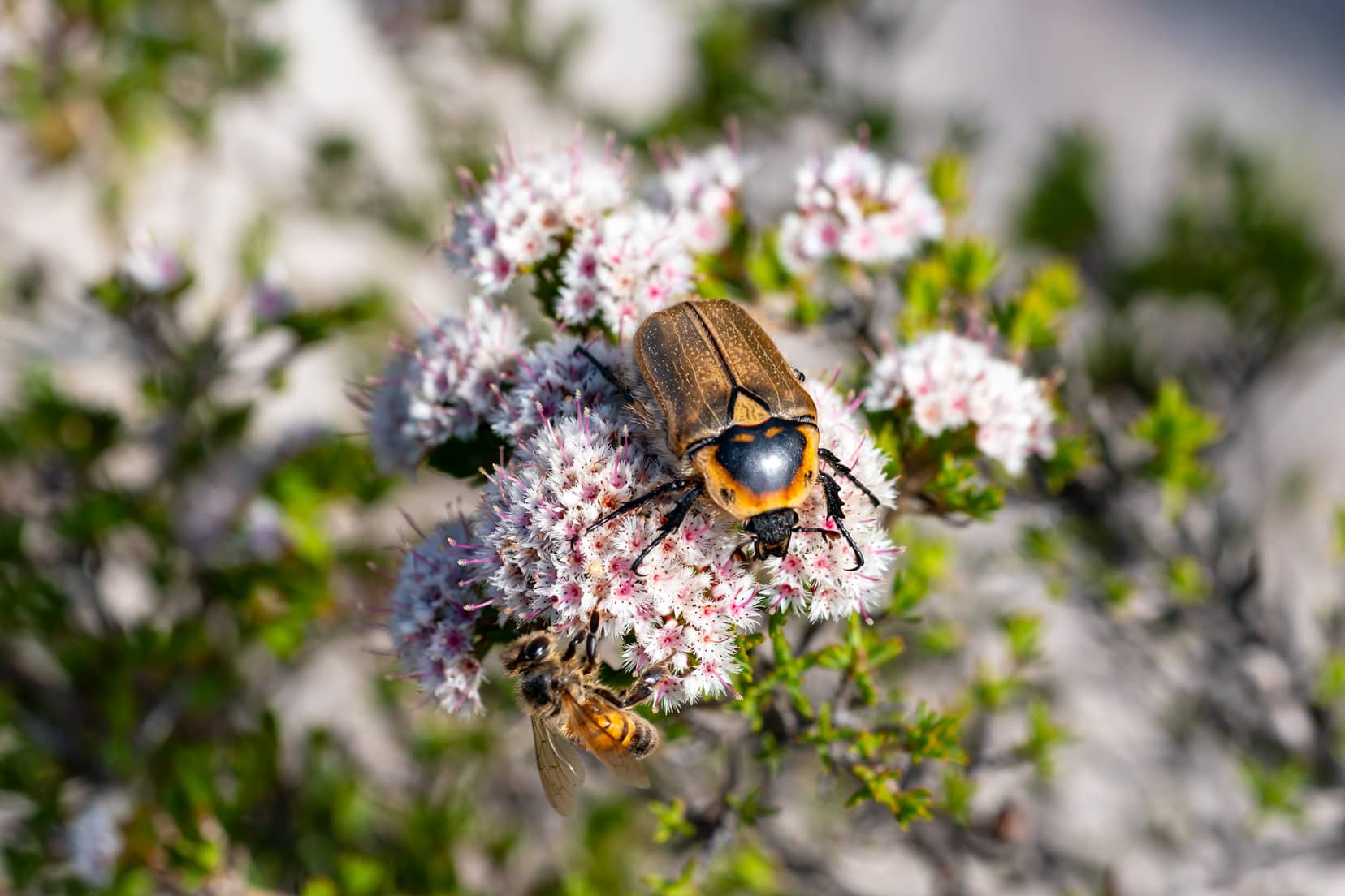 A brown beetle on a flower