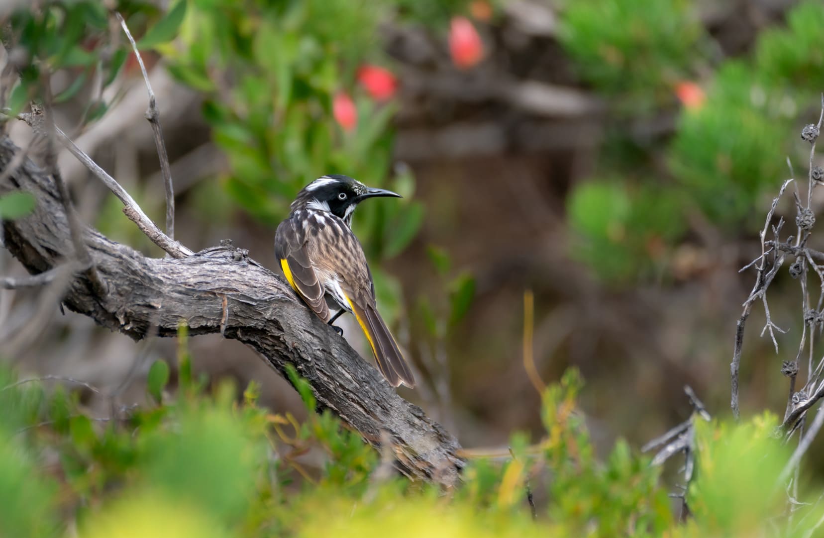 Lucky-Bay_new-holland-honey-eater bird with black and white stripy feathers with a flash of yellow on its wings
