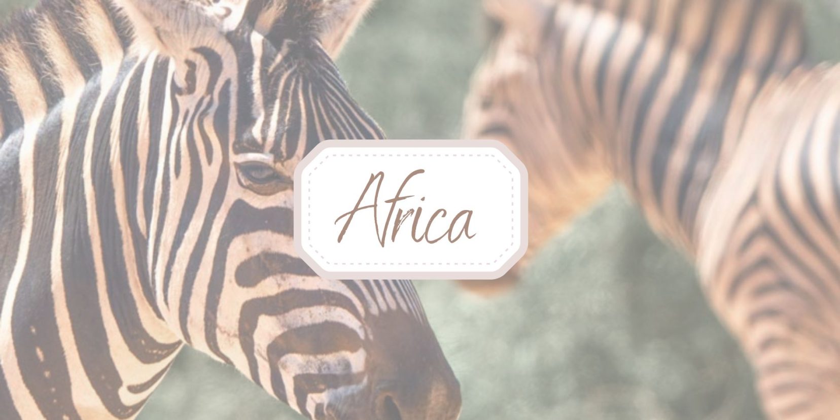 two zebras in Africa