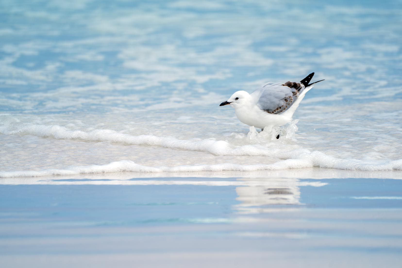 juvenile Silver Gull (red-billed) in the water 