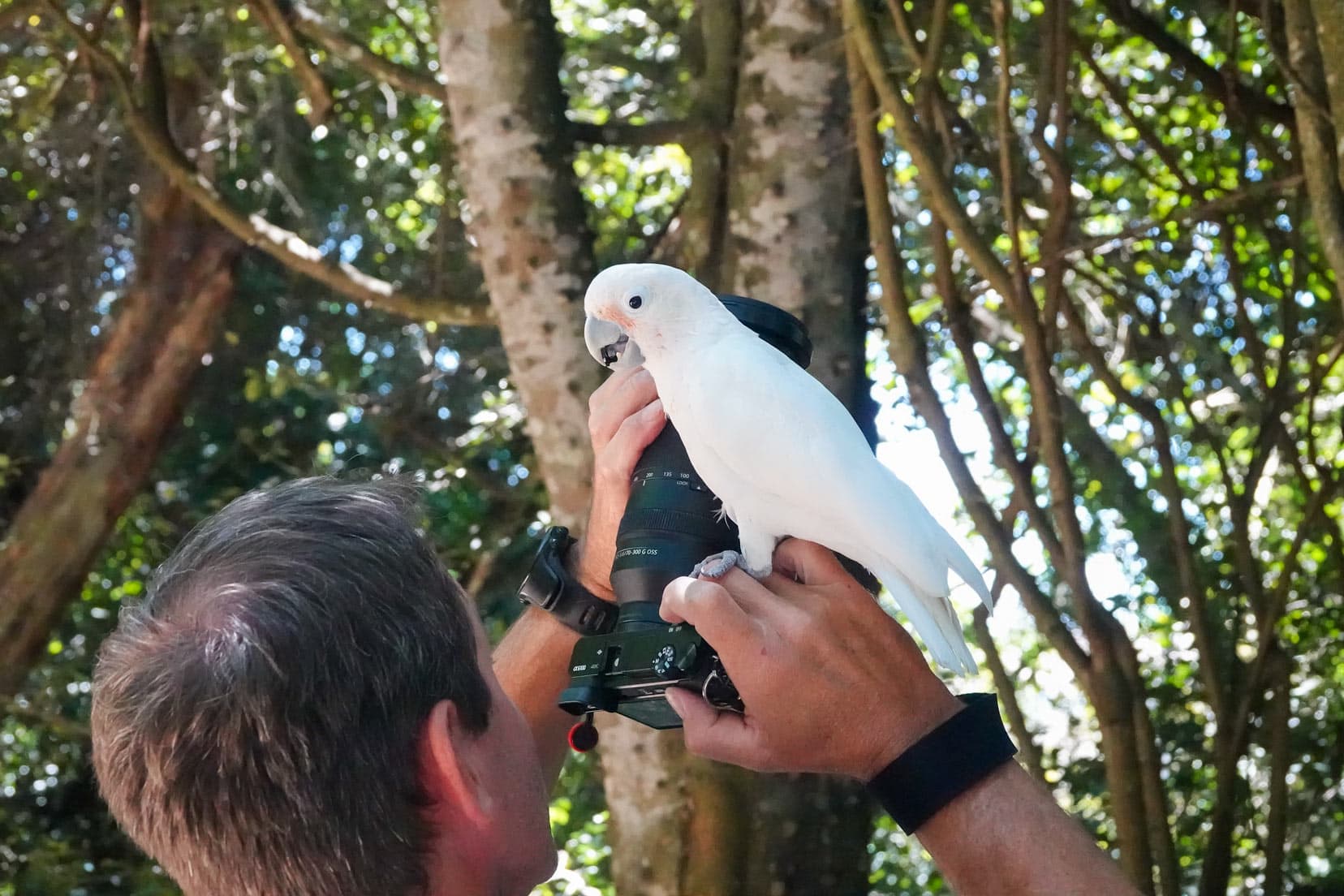 cockatoos-and-camera-eye-cup-in-cockatoos-beak-