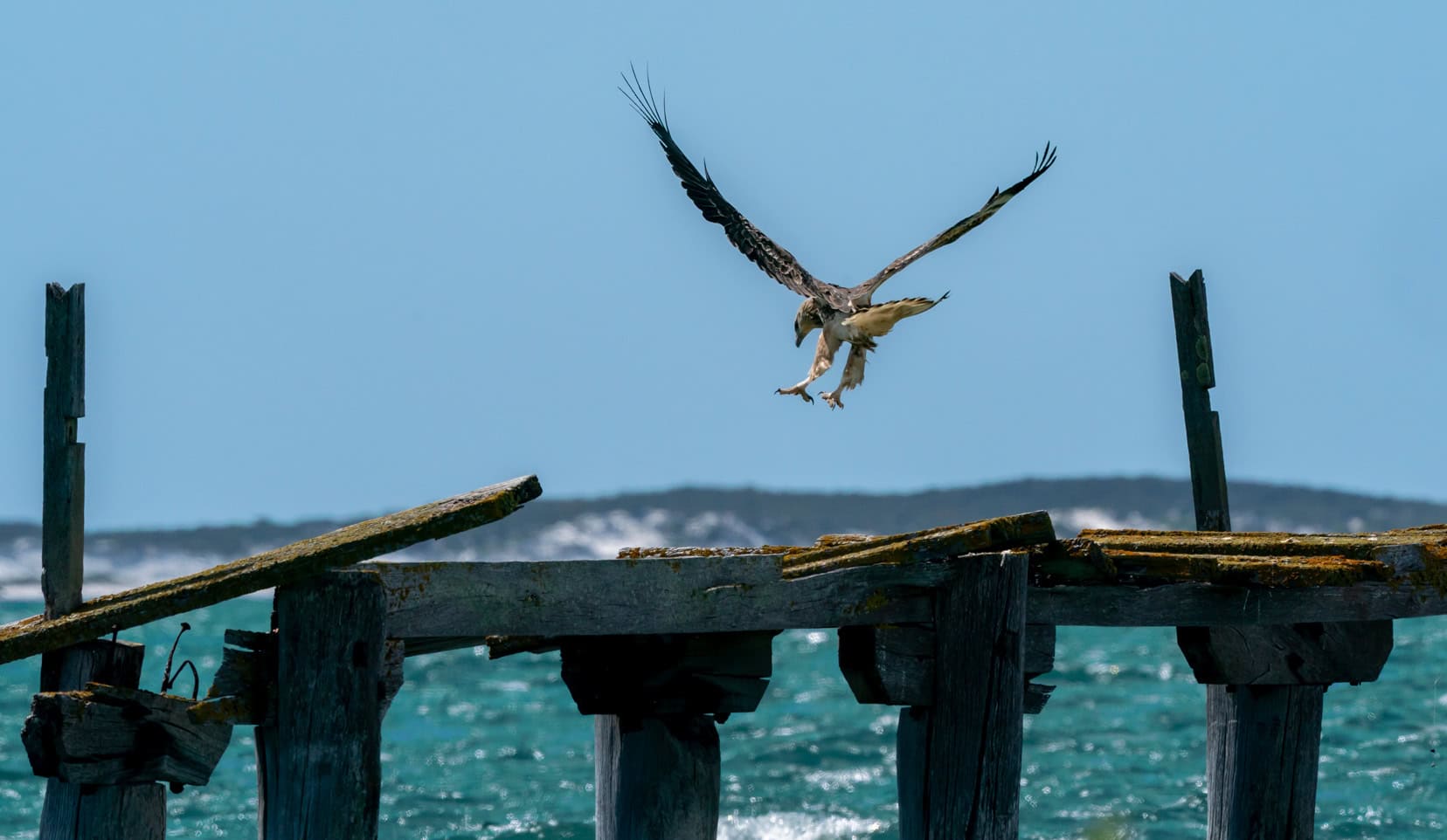 sea-eagle at jetty