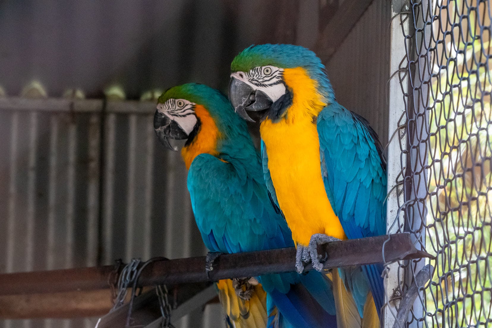 Two yellow and blue macaws in Wave rock Wildlife museum