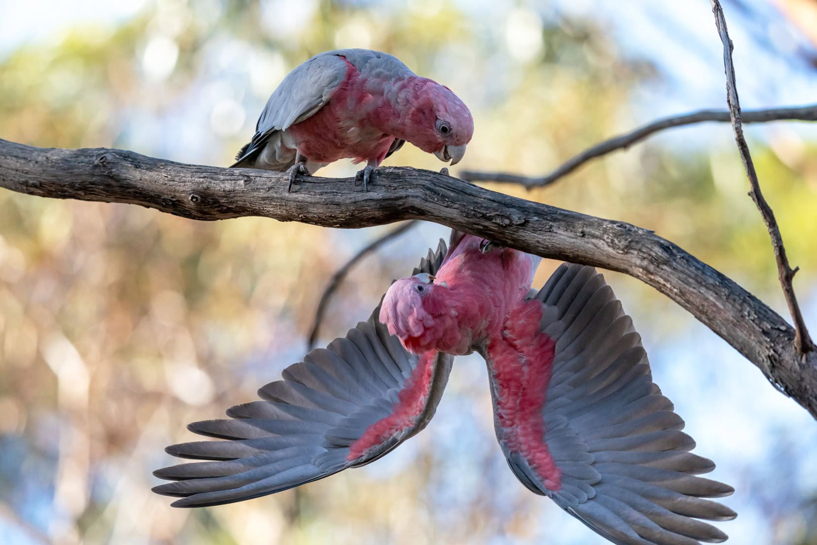 Two pink and grey galahs on a branch with one hanging upside down