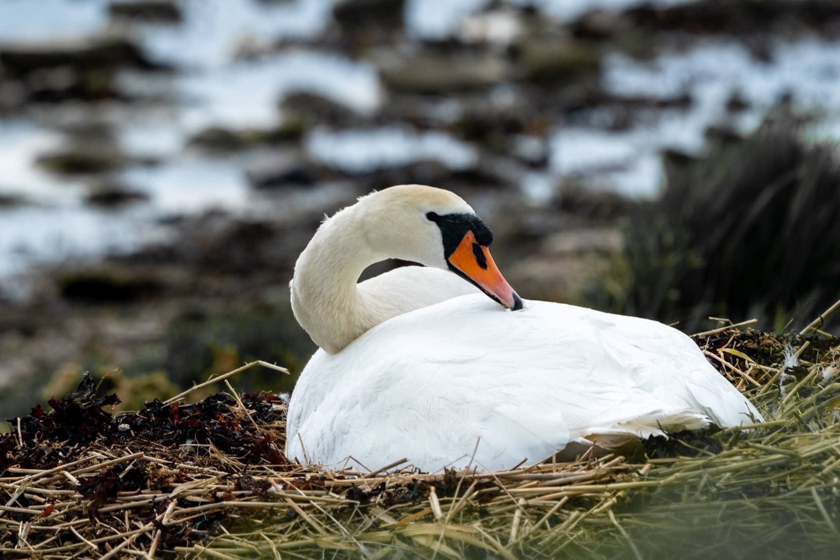 Swan sat on a nest
