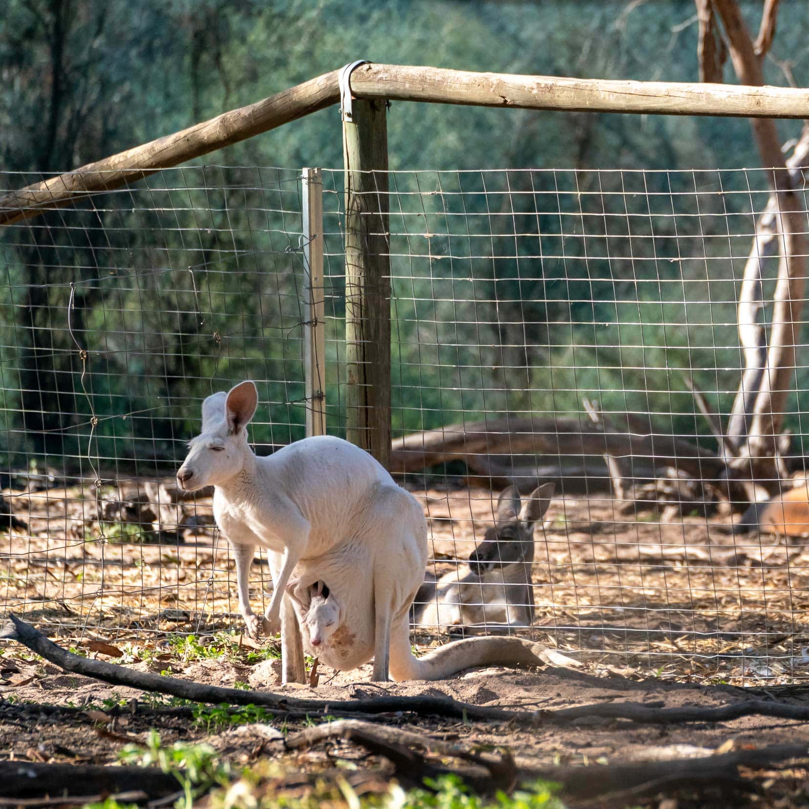 White kangaroo with a joey poking its head out its pouch. 