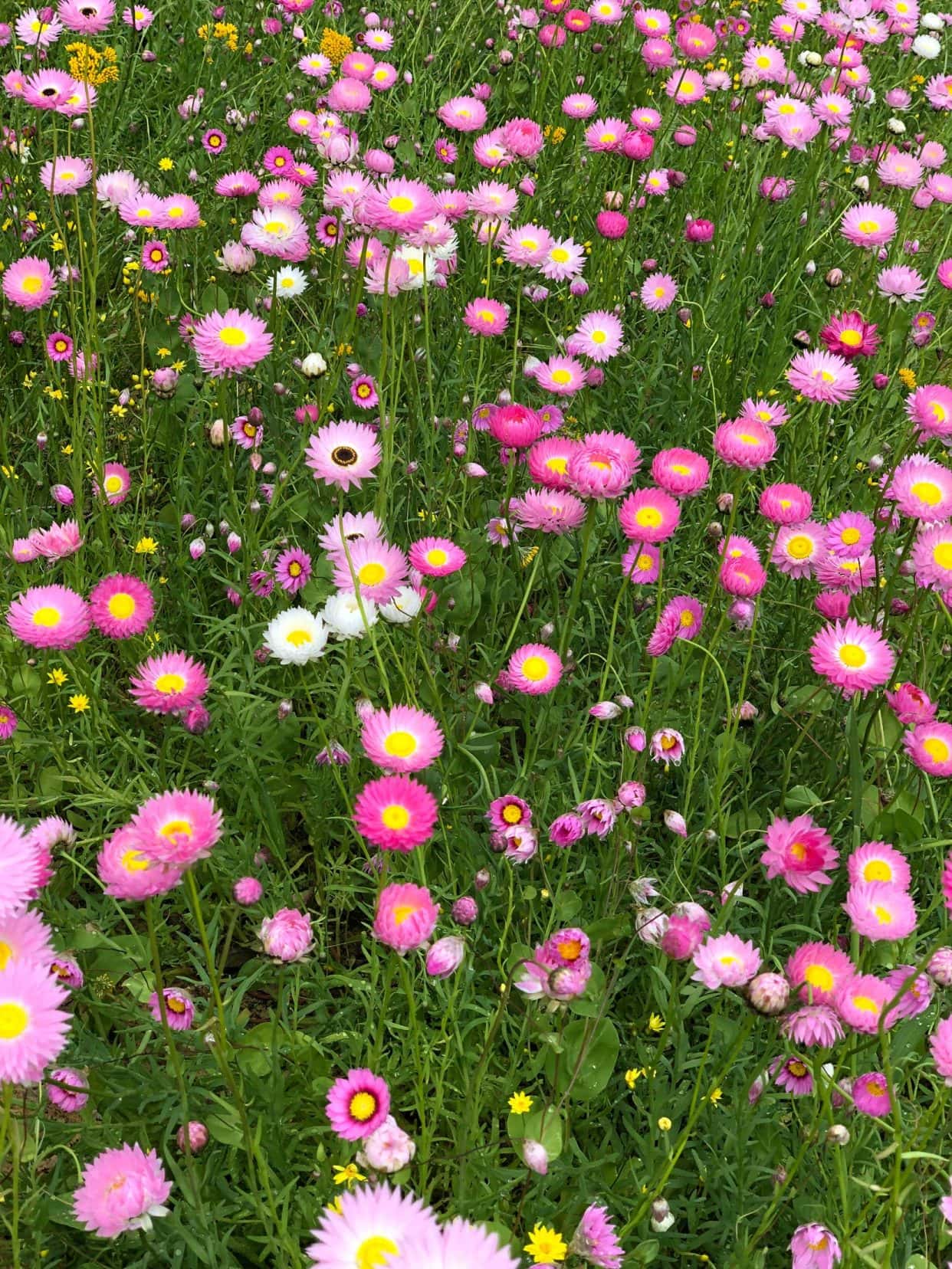 Pink-everlastings-wildflower-