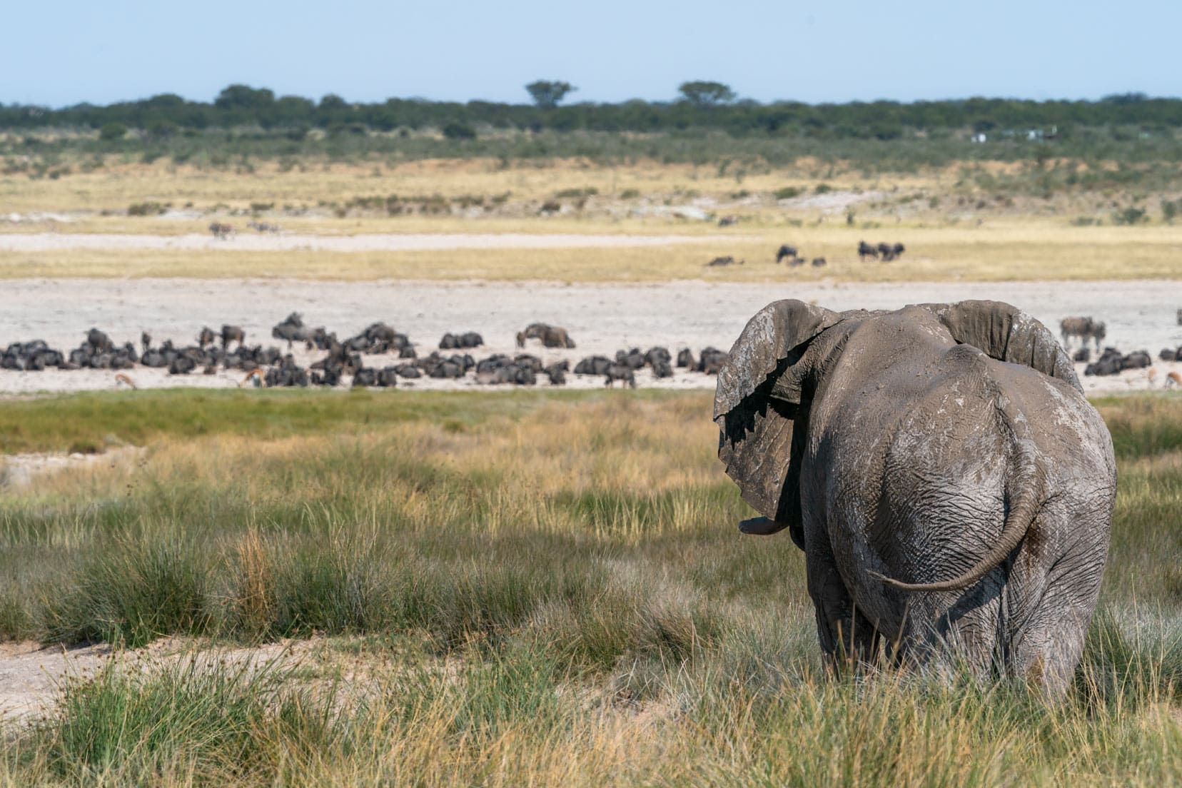 etosha-elephant in the foreground and blurred wildebeest in the back ground