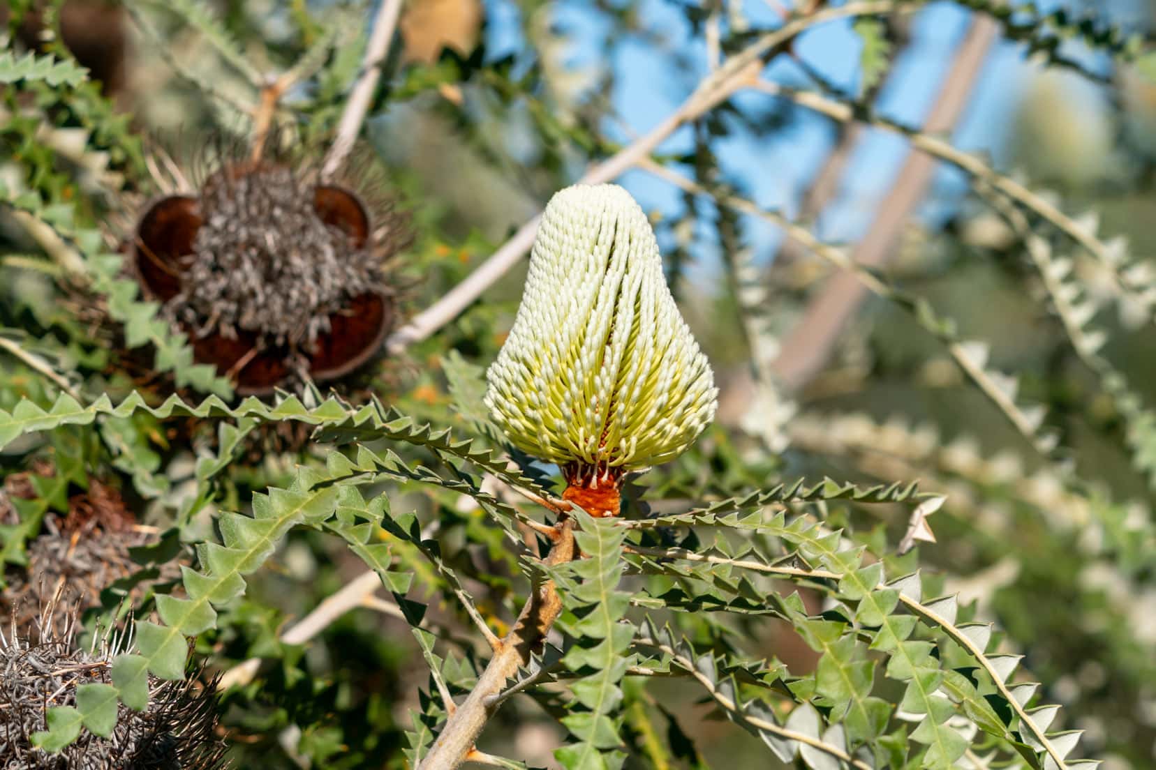 Banksia  yellow cone shaped flower 