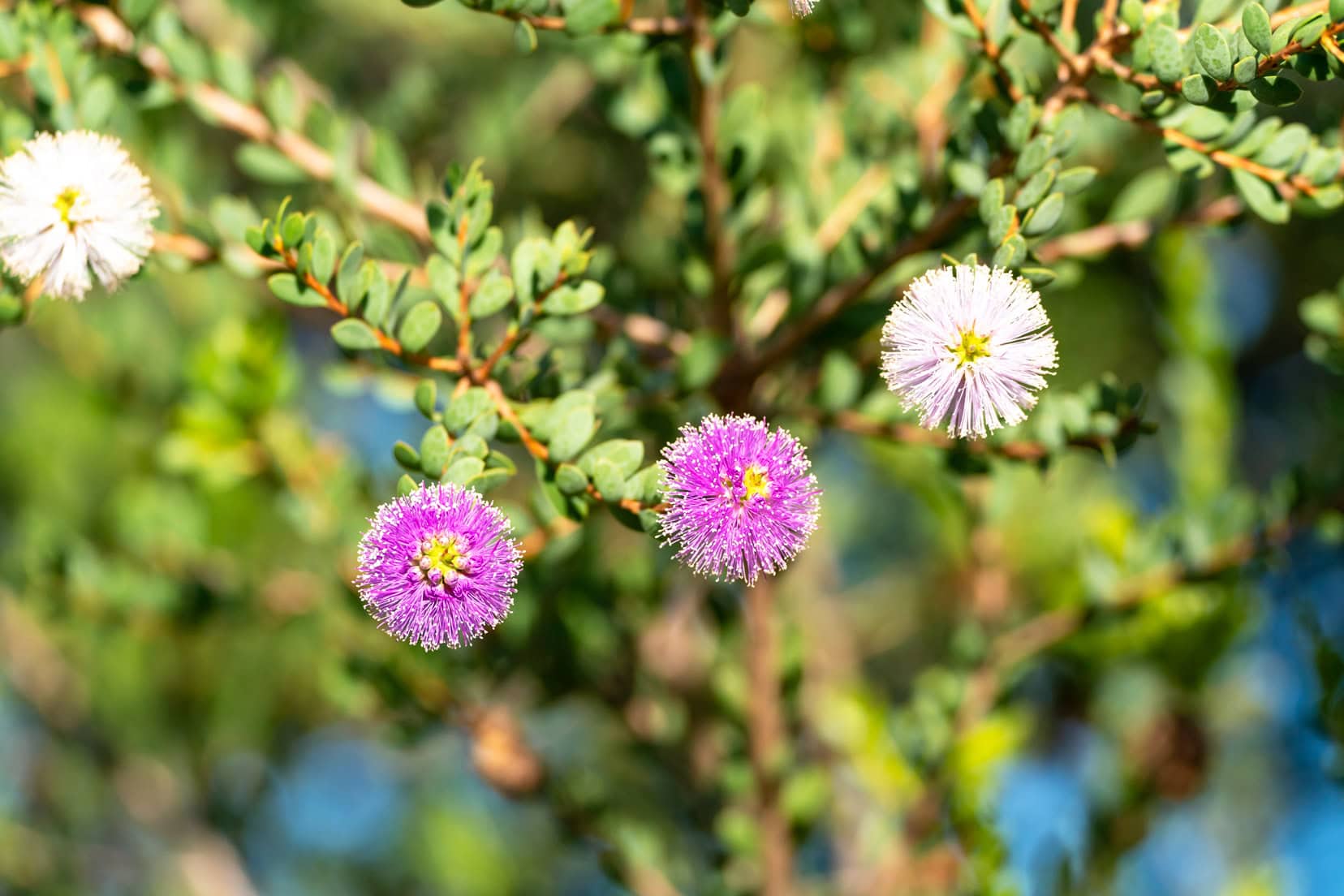 Honey Myrtle - pink and white flowers that look like a firework