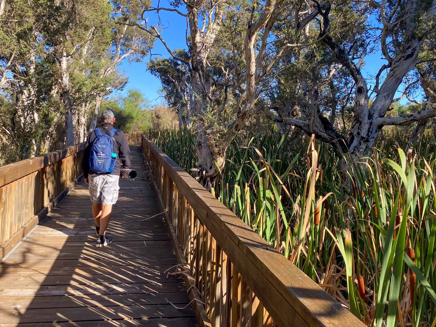 Lars Walking on a boardwalk in Lake Monjuingup with reeds growing high on one side and trees on the other 