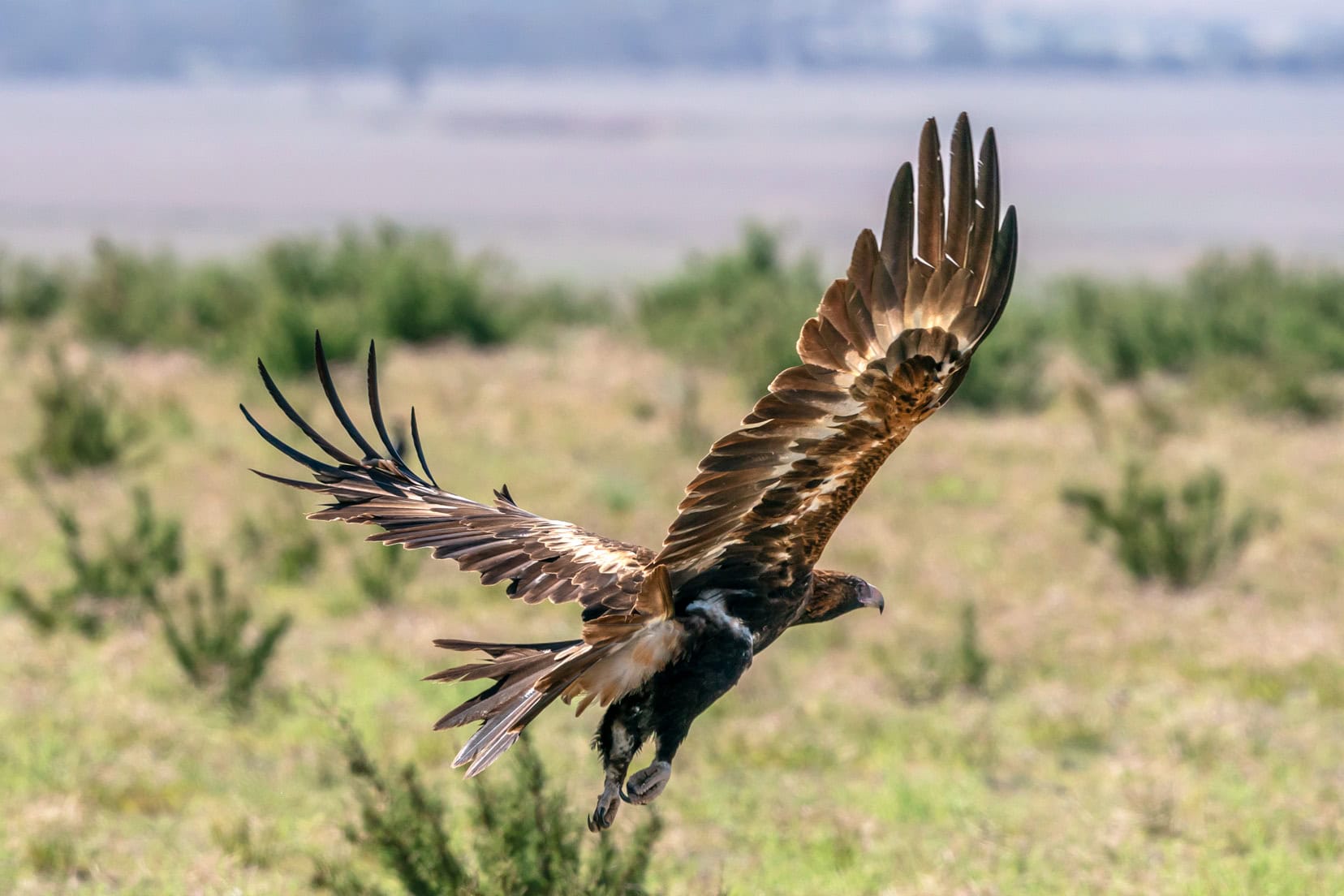 Wedge tailed eagle