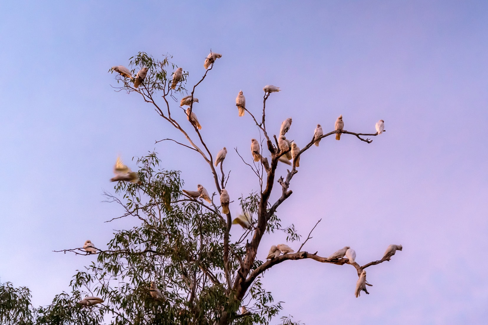York-overnight-and-cockatoos in a tree