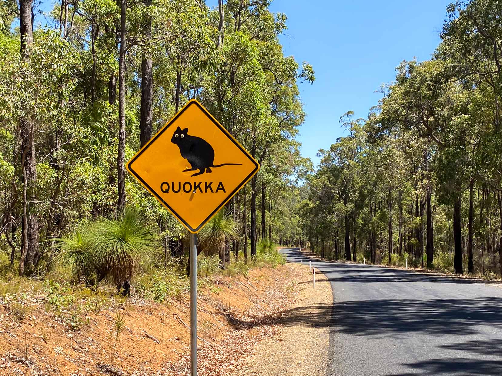 quokka-sign on the side of the road with tall trees 
