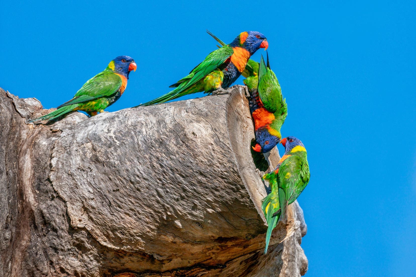 Group-of-Rainbow-lorikeets,-Australia