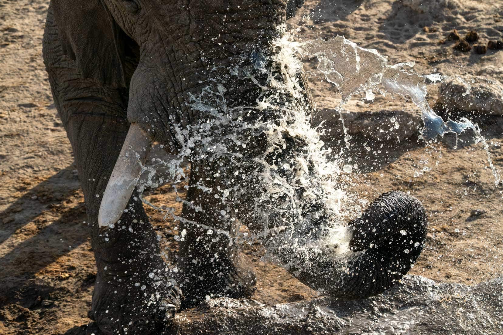 elephant-blowing-water with lots of water in the air