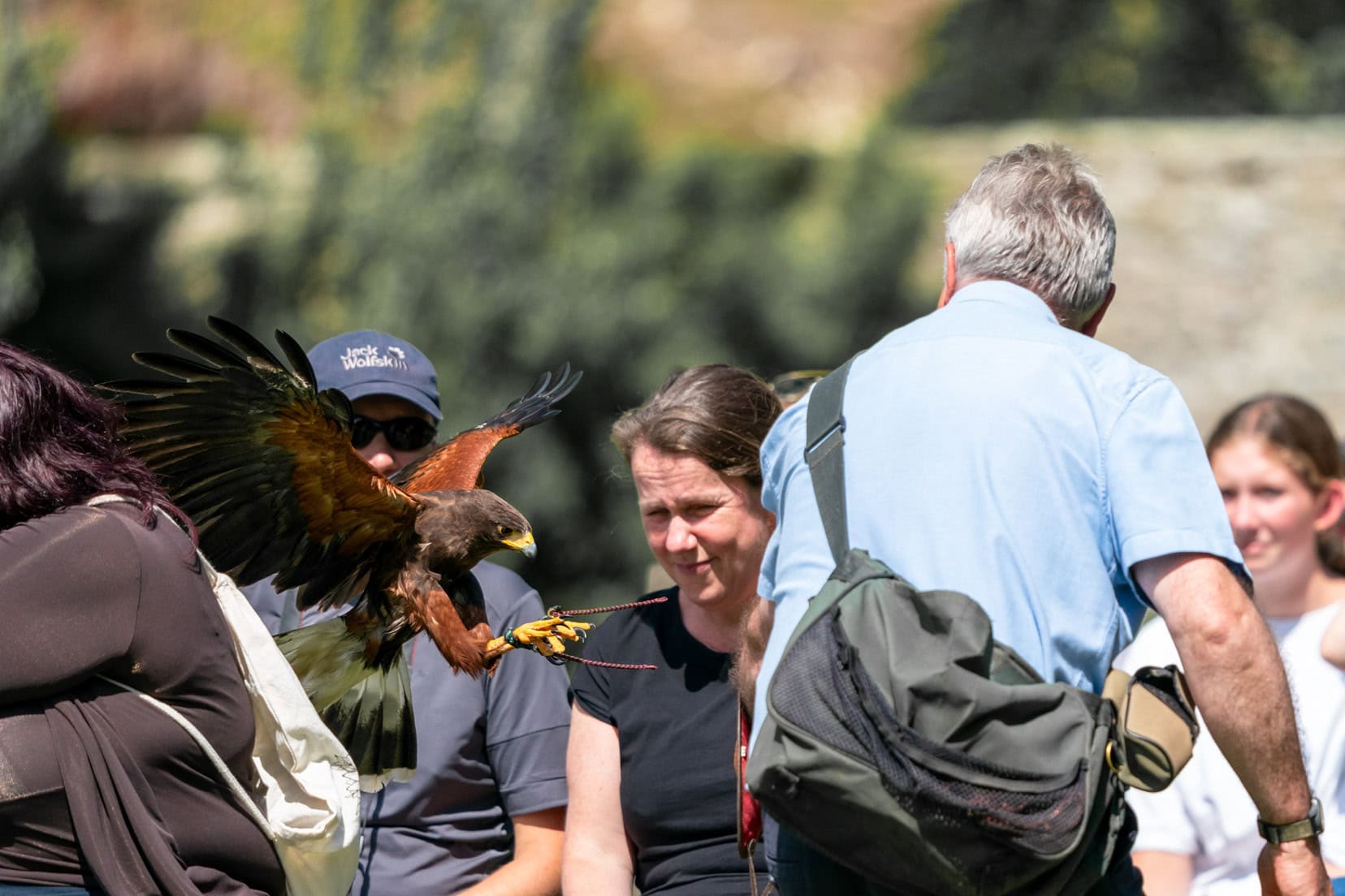 Dunrobin-Castle-and-Falconry and a falcon flying passed a group of people