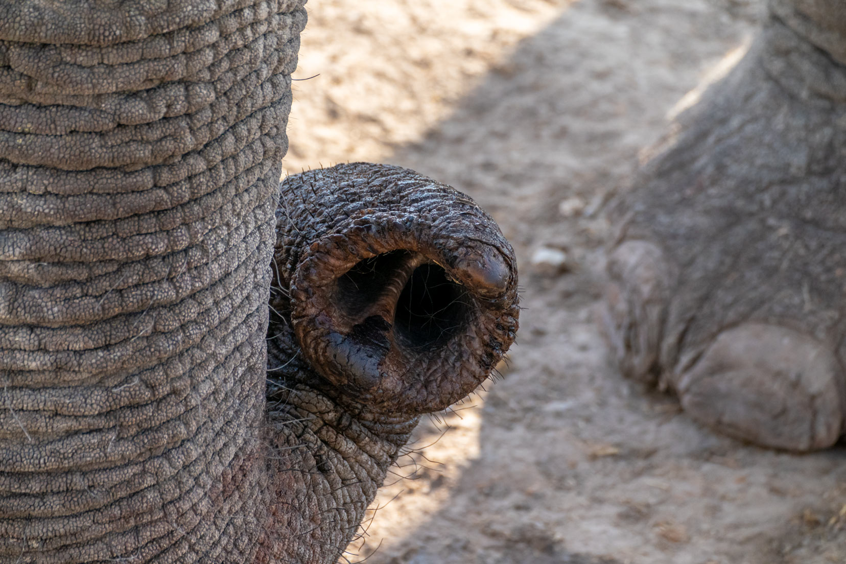 close-up elephant trunk