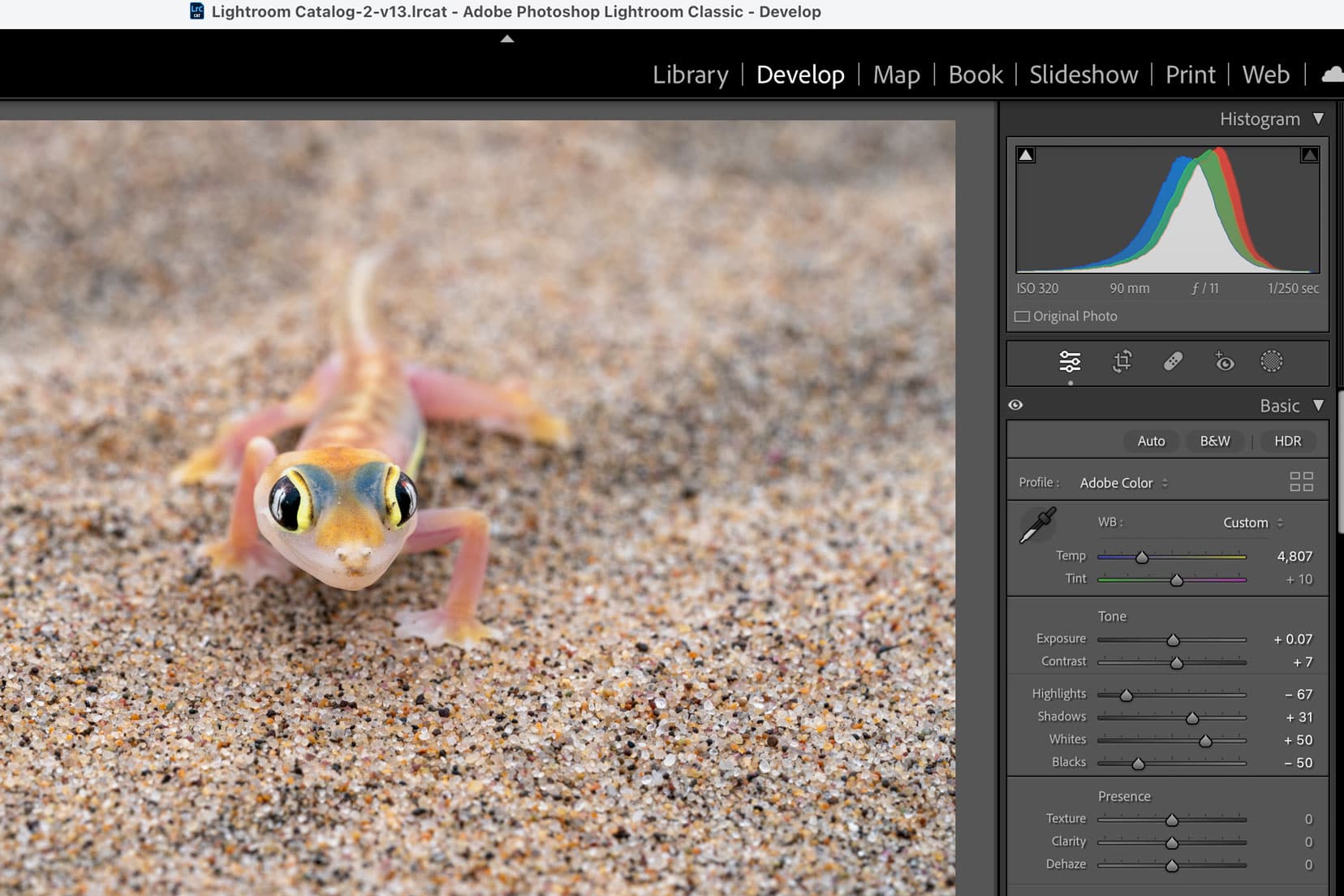 lightroom display with a photo of a salamander