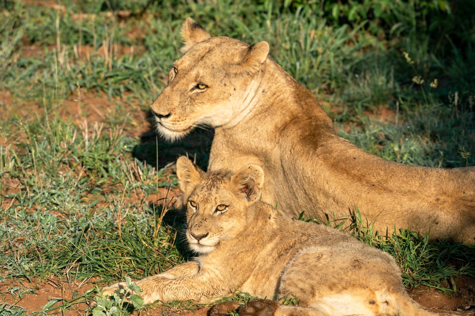 lion-cub-and-mum laying in the grass