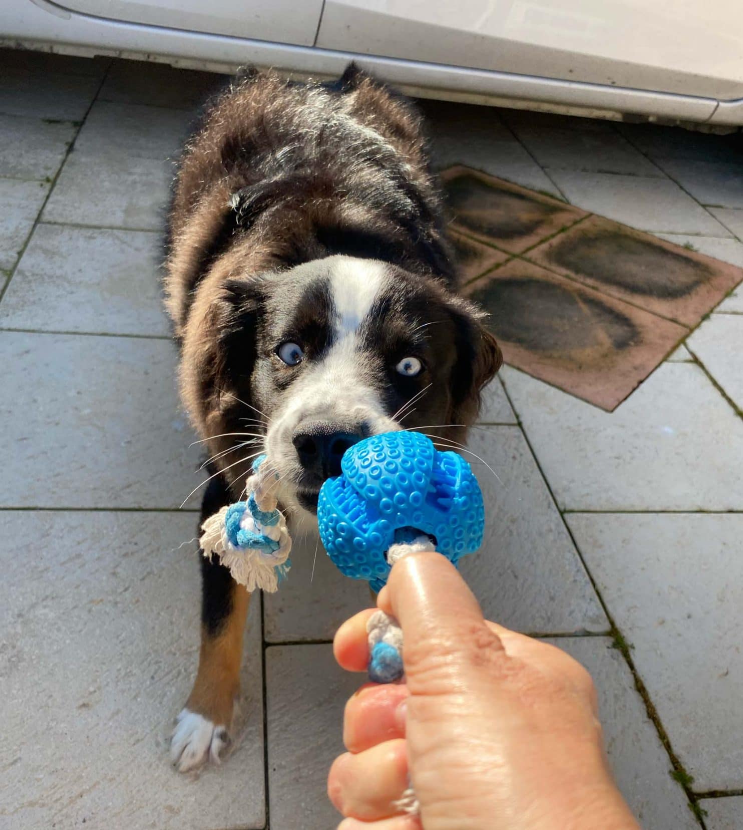 Archie the black and white dog pulling on a blue rope toy 