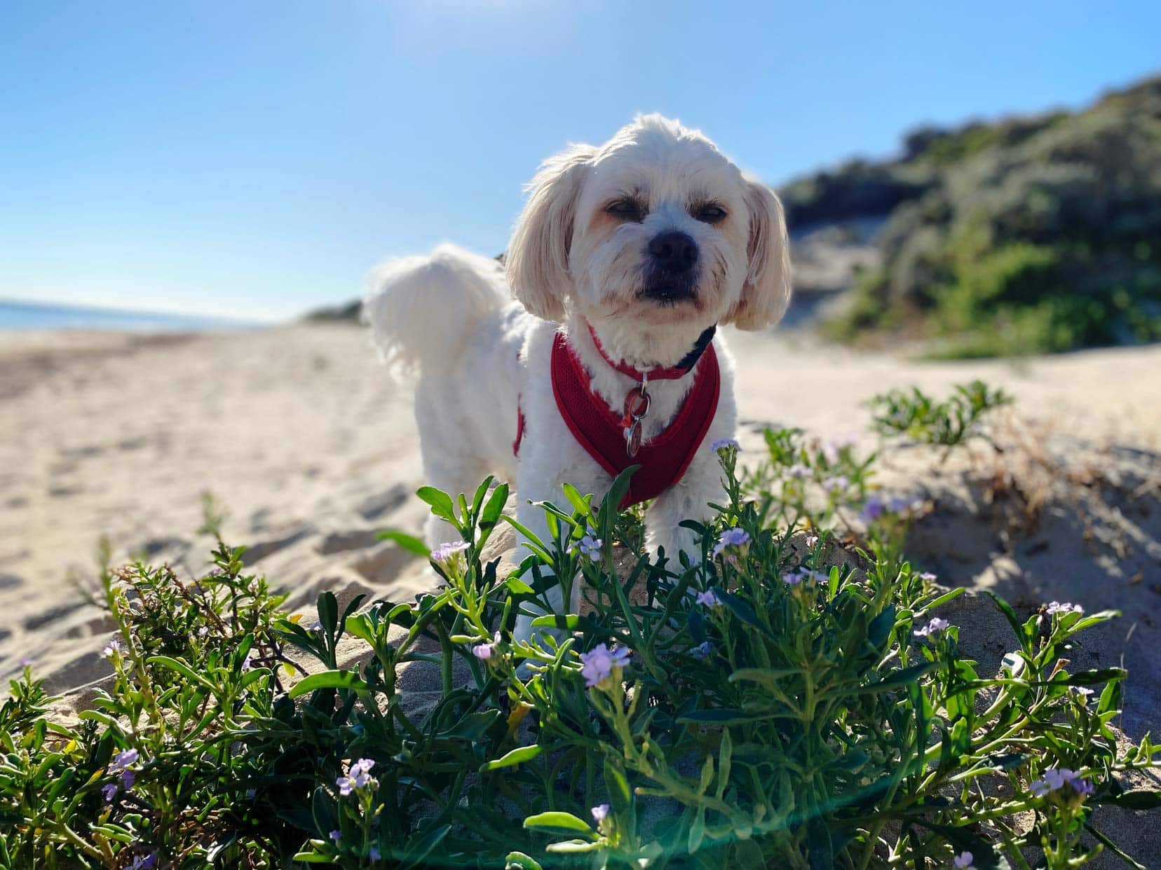 Teddy - a small white dog on the beach in front of some grass and purple flowers