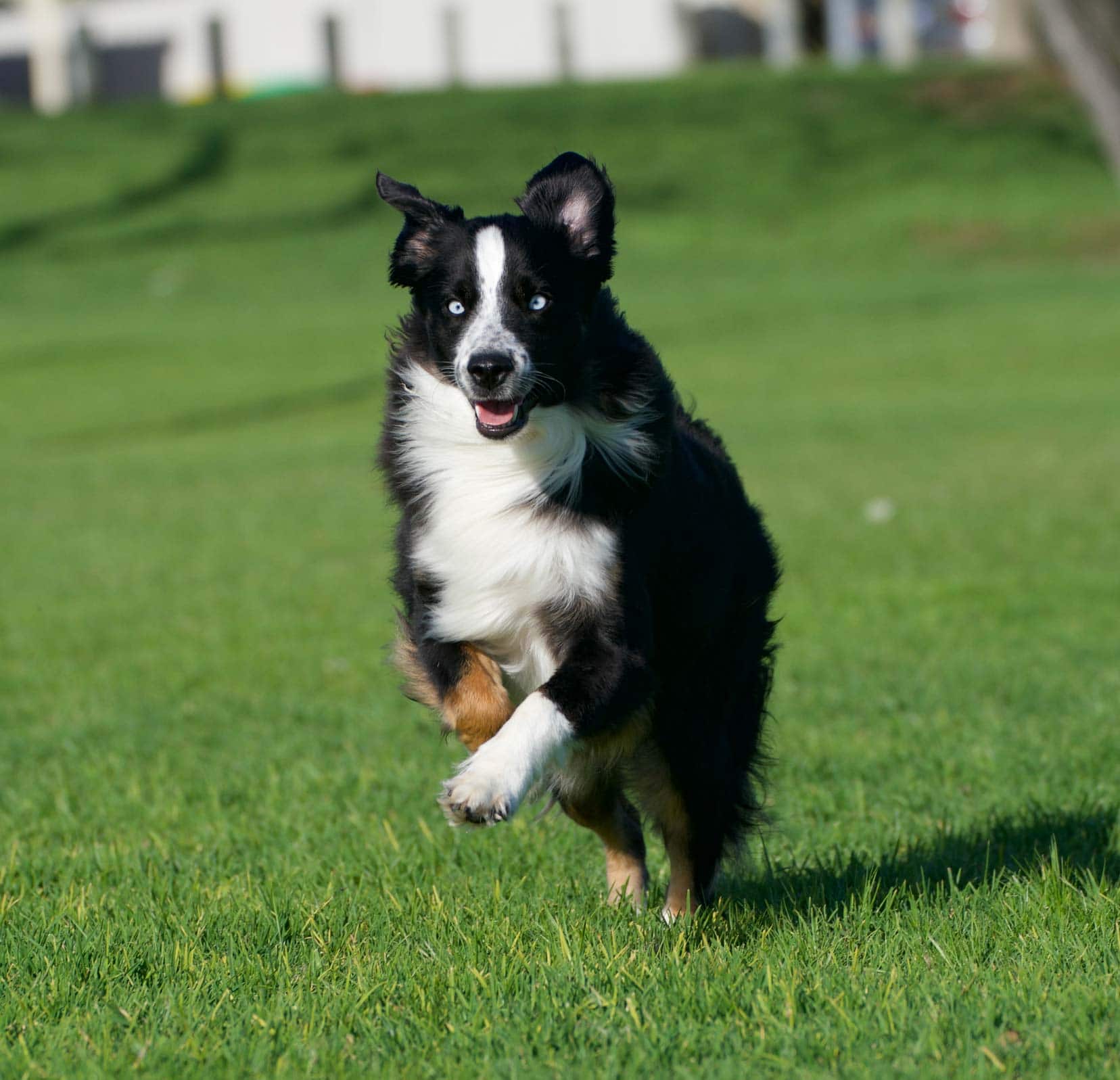 Archie, a black and white dog with a touch of brown on one paw running on grass 