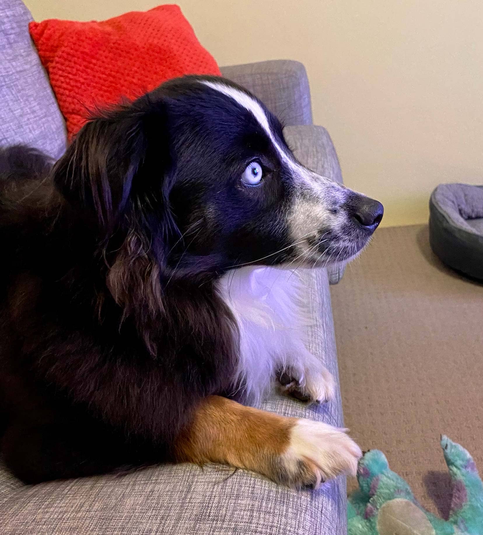 House Sitting An Emotional Rollercoaster of Joy, Tears and Laughter