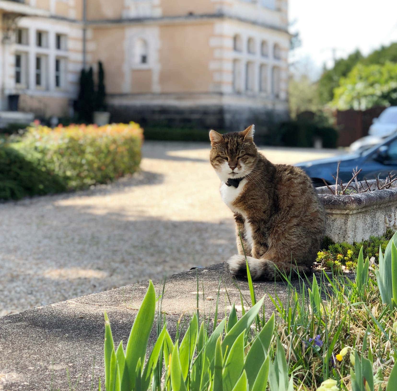 Bertie - the tabby cat sat on a wall in front of the chateau 