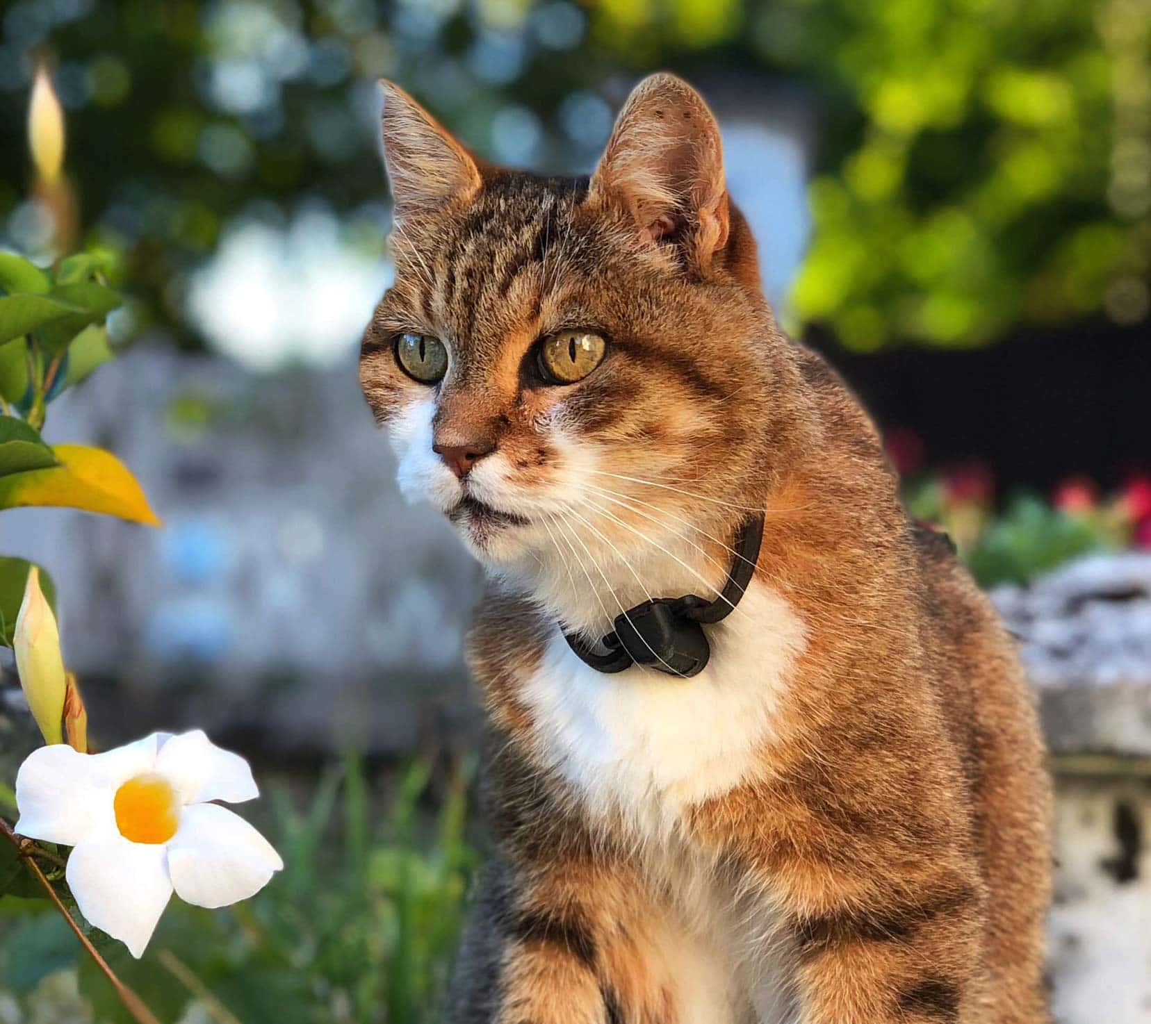 Bertie the tabby cat wearing a black collar and a flower in the photo 
