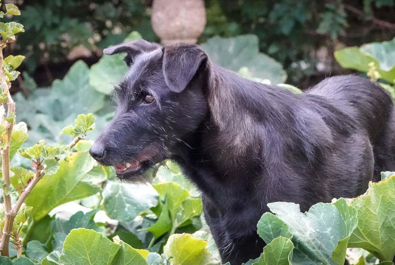 Maggie - a black dog that looks like a small version of a wolf hound