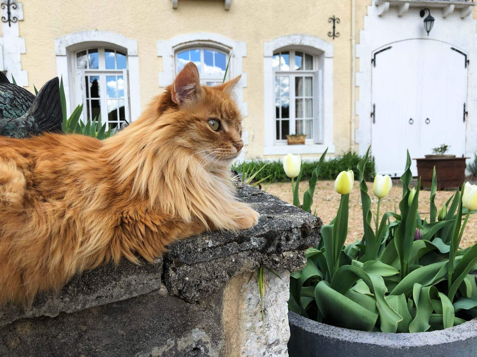 Red - a long haired ginger cat sat on a wall by a pot of white tulips 