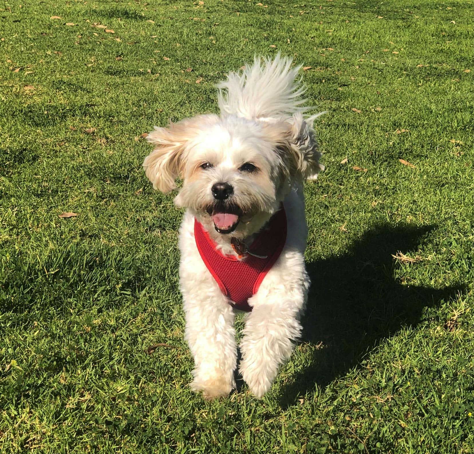 Small white dog with a red collar running on grass