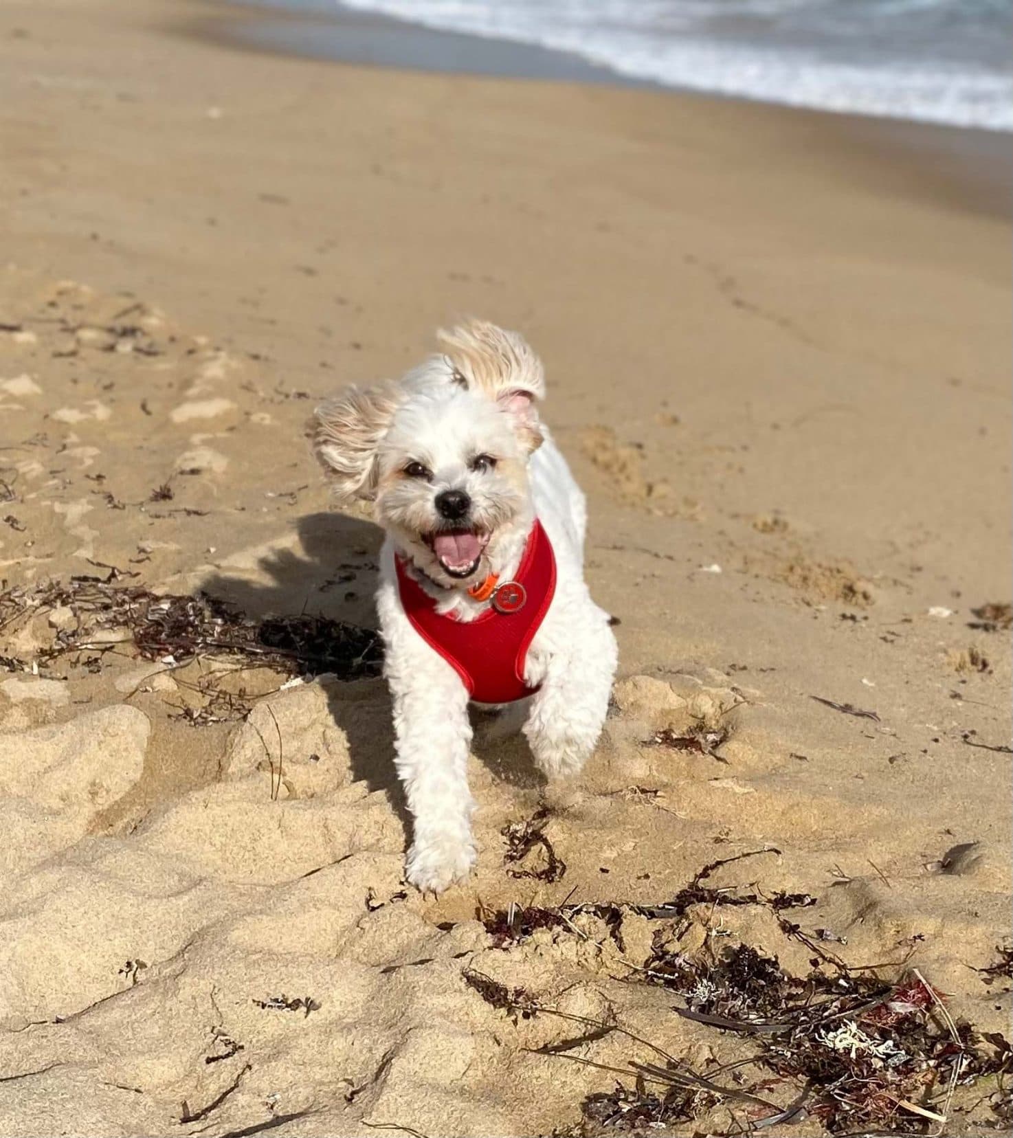 Housesitting Teddy - small white fluffy dog running on the sand with ears flapping 