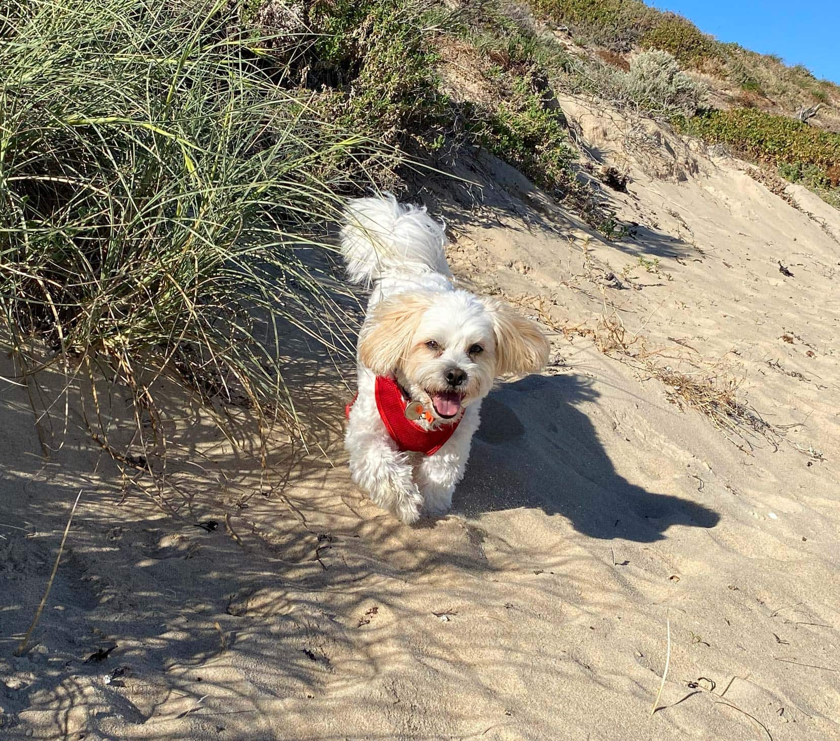 Housesitting-Teddy-on-beach small dog near grass and sand