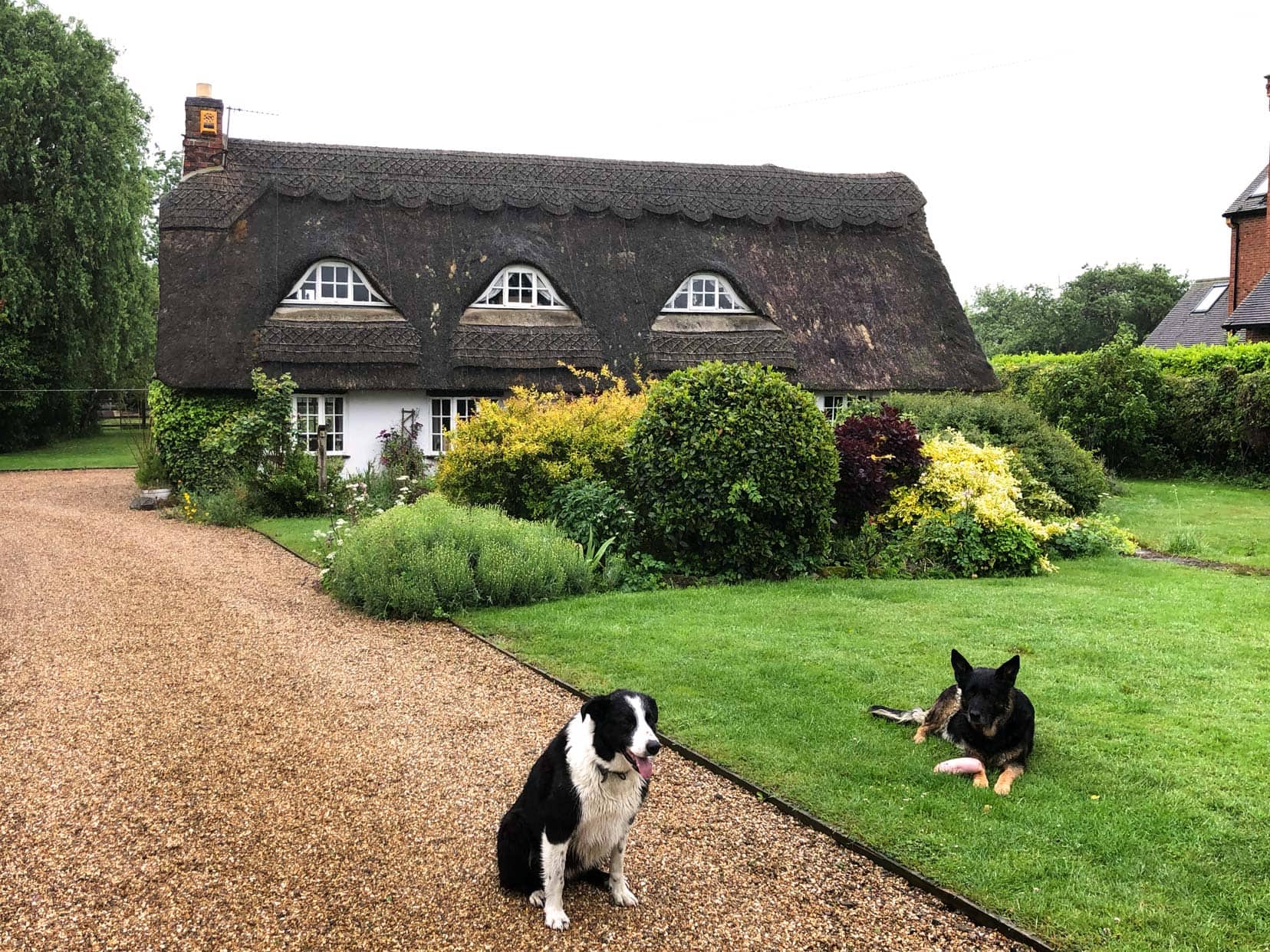 House sitting in the Cotswolds, UK - Thatched roof house and two dogs sat on a lawn