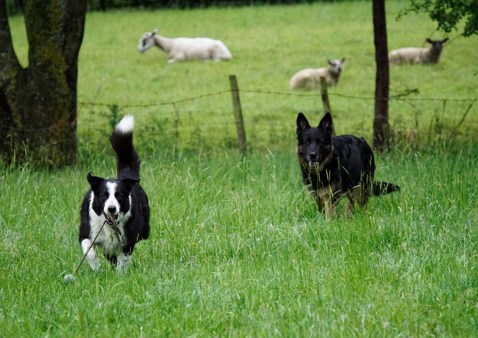 house sitting -Two dogs in a field with three sheep sat in a further field