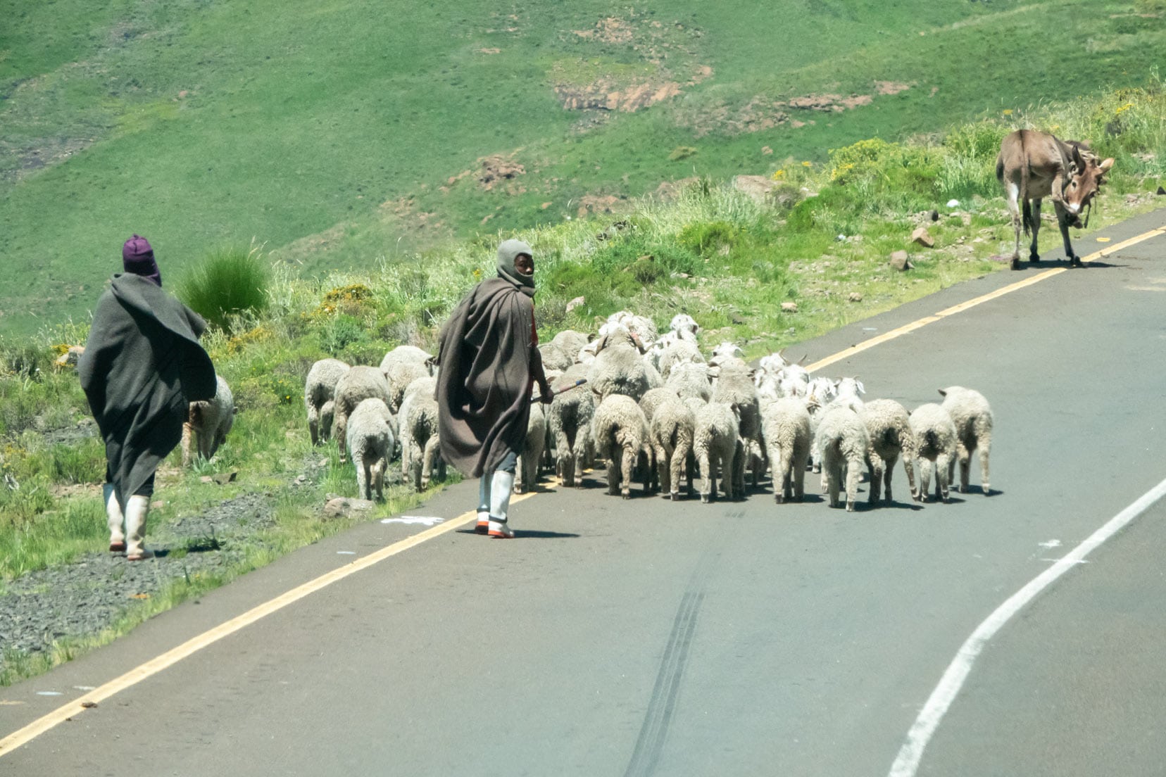  Basotho-shepherds