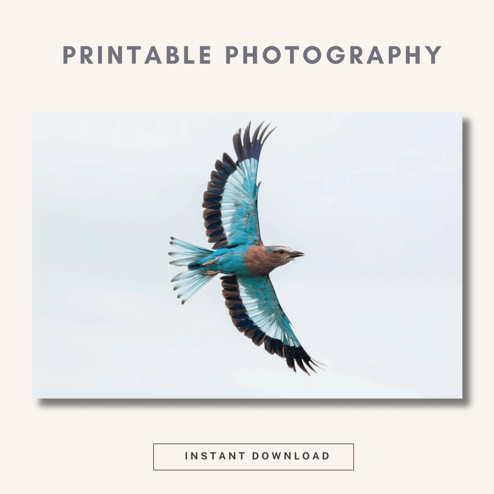 Lilac breasted roller in flight 