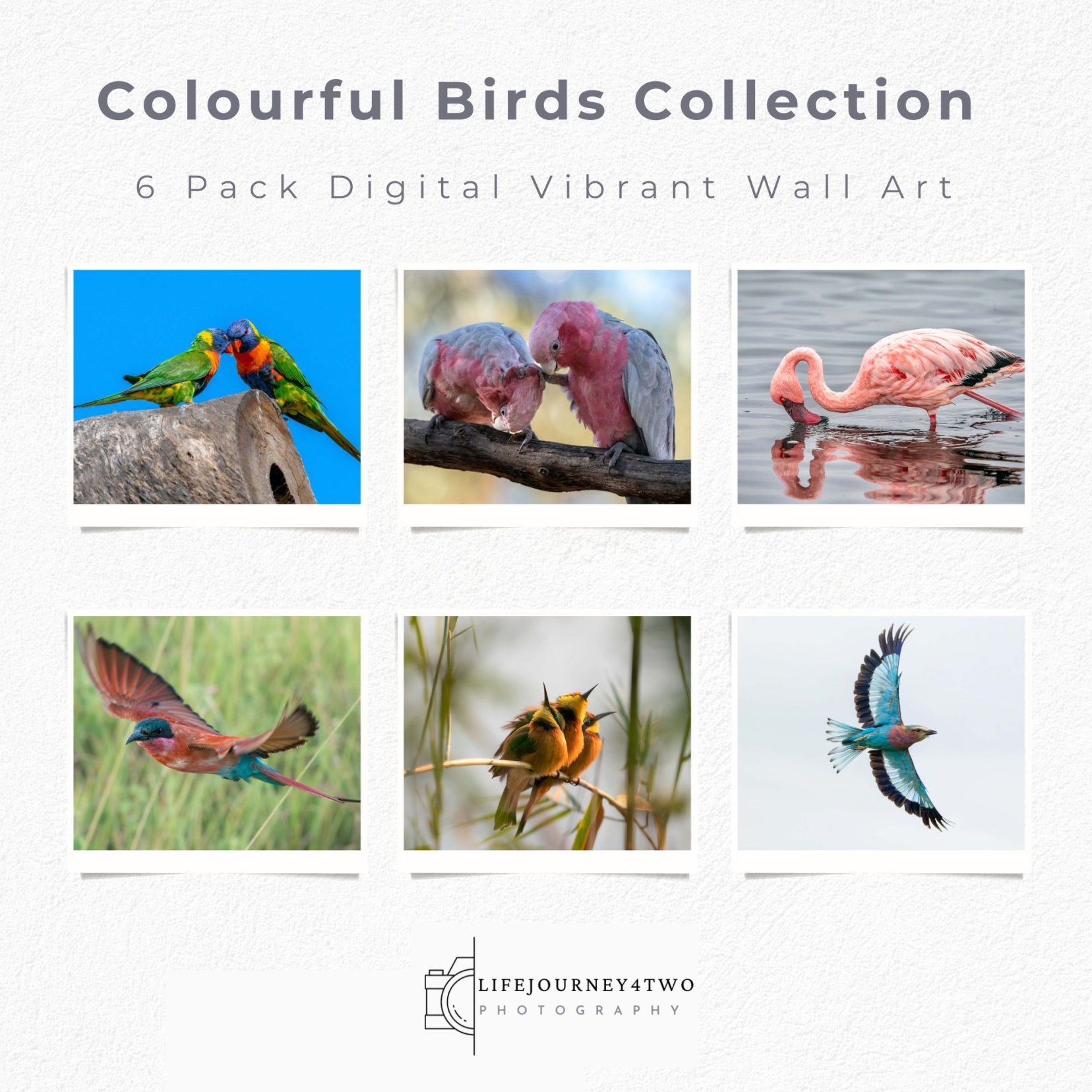 6 photos of colourful birds - a pack of 6 for sale