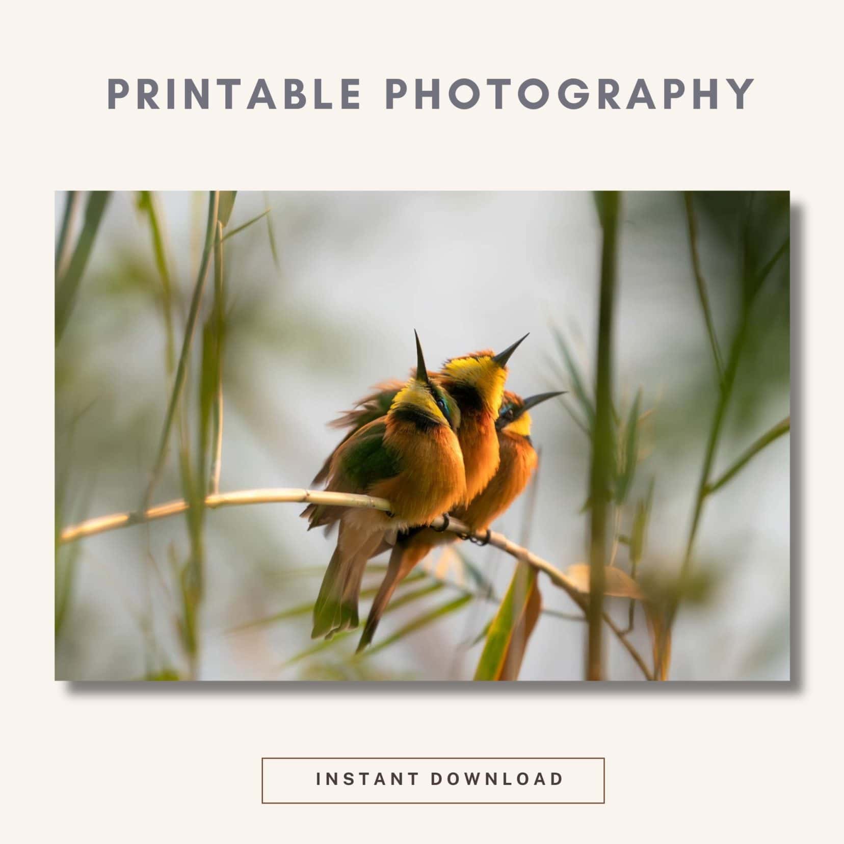 Three golden, yellow green little bee eater birds huddled together on a small branch