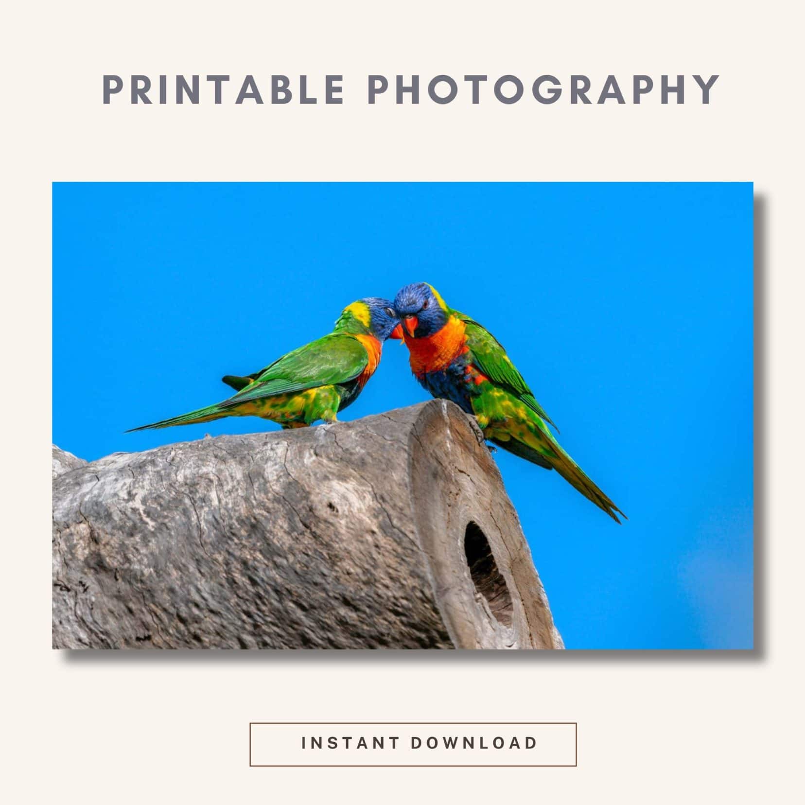 Two rainbow lorikeets with heads touching stood on a log 