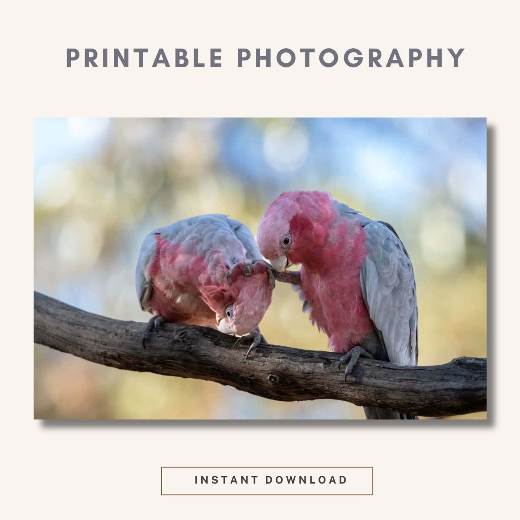 two pink and grey galah birds with one placing its leg and foot on the others head