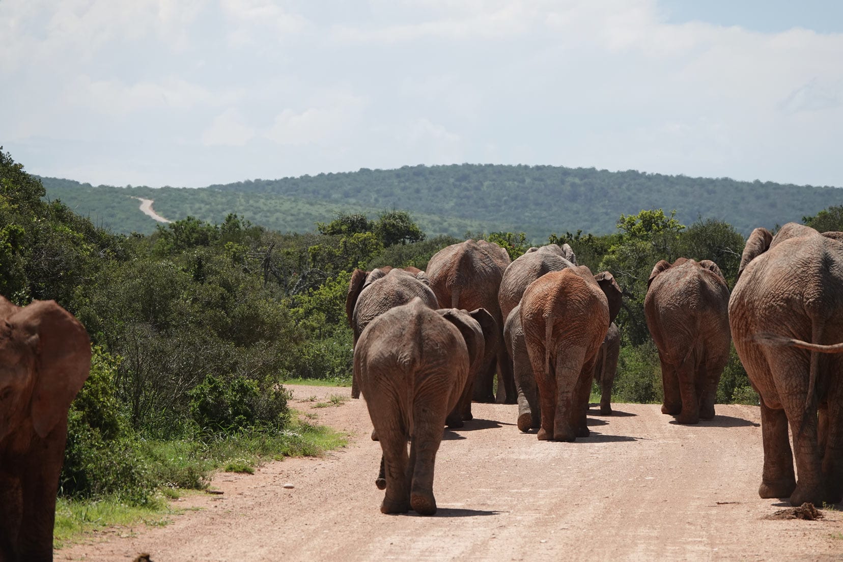 driving-in-south-africa_road-traffic-elephants