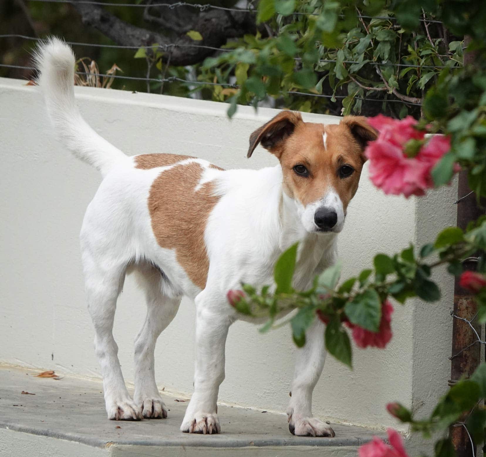 A small brown and white dog stood beside a white wall with a red flower near his head