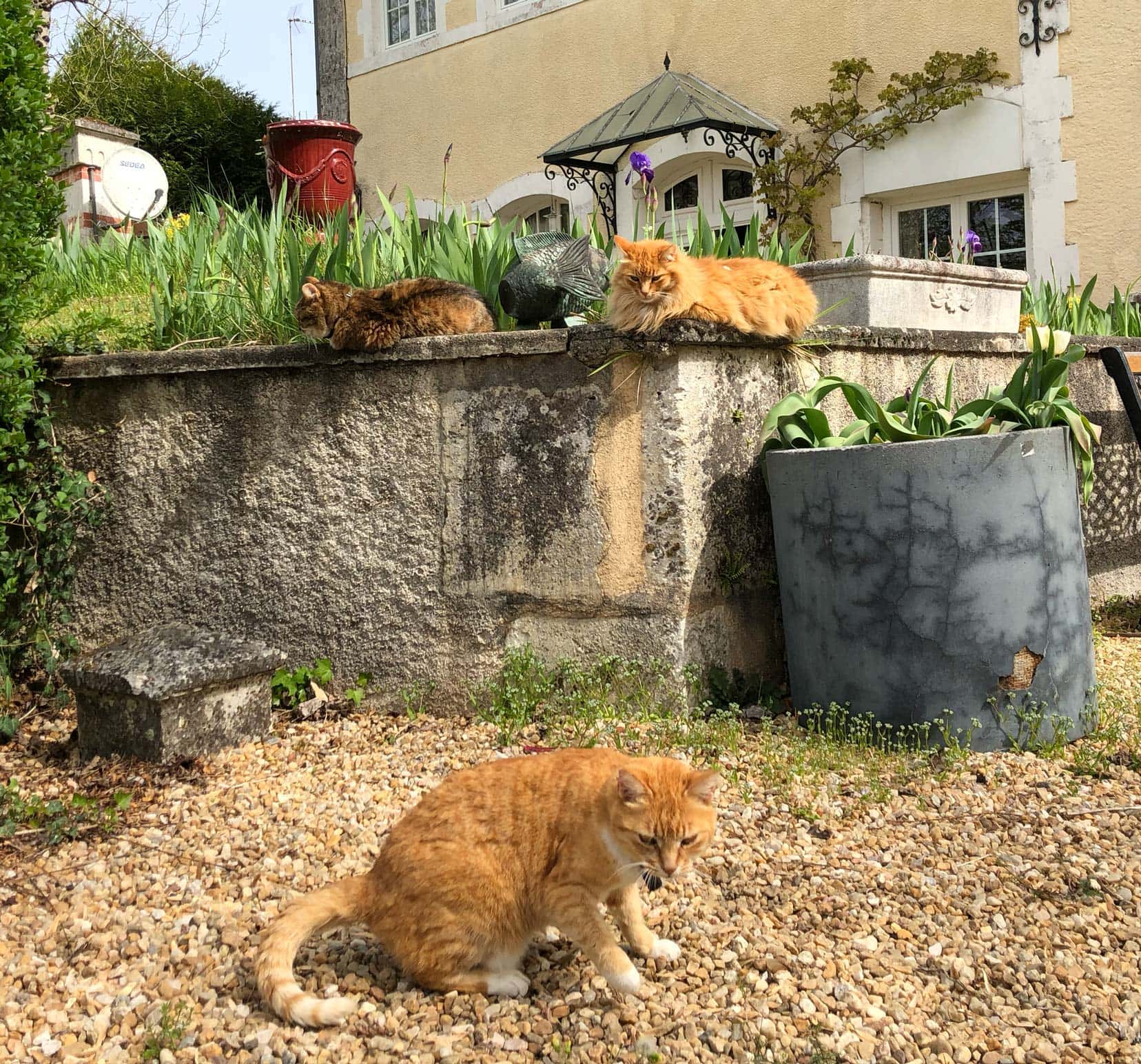 three cats sat outside - two laid down on a wall and one on the peagravel on the ground- one is tabby colour the other two are ginger, one long haired, one short haired
