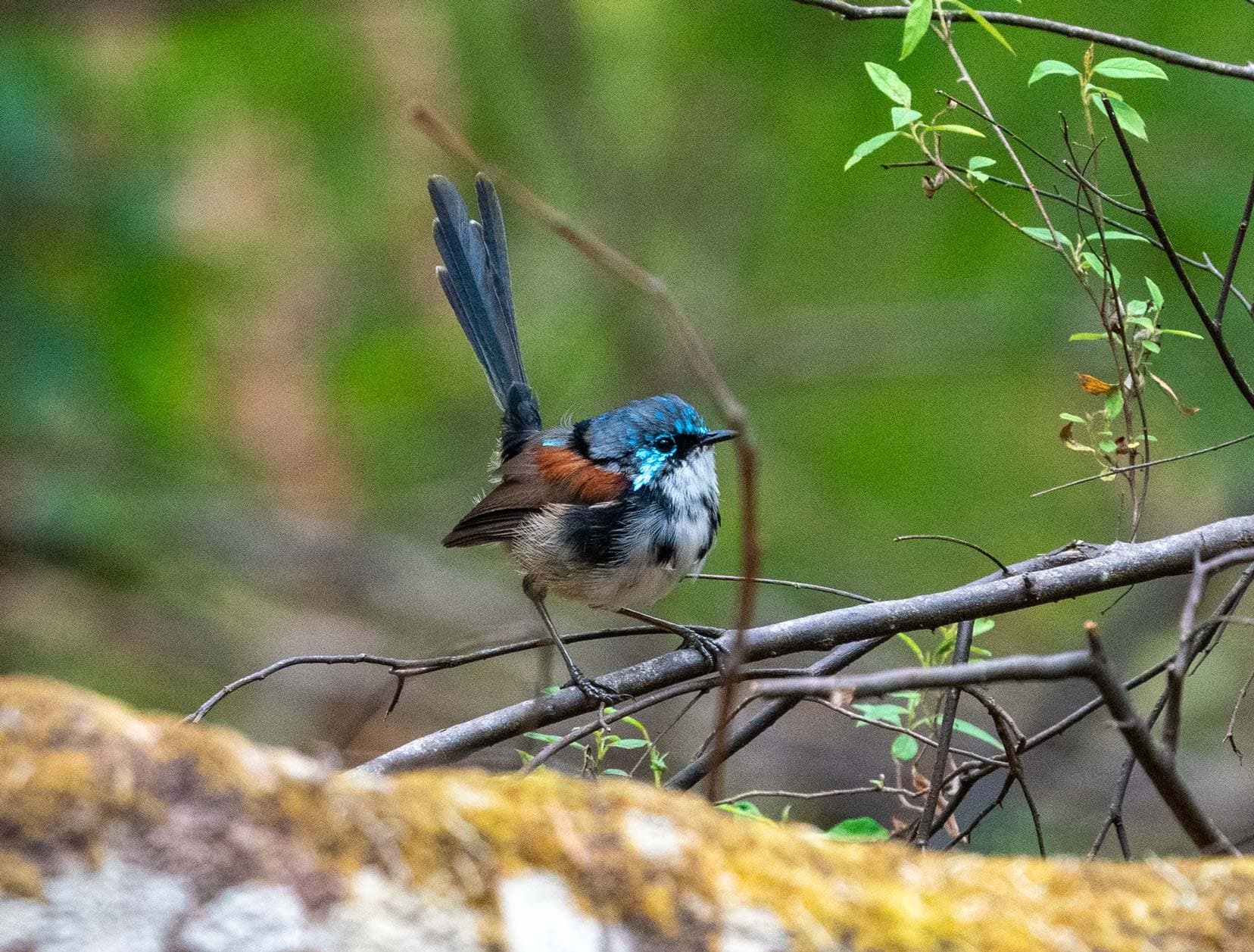 fairy wren with blue and brown feathers on a branch