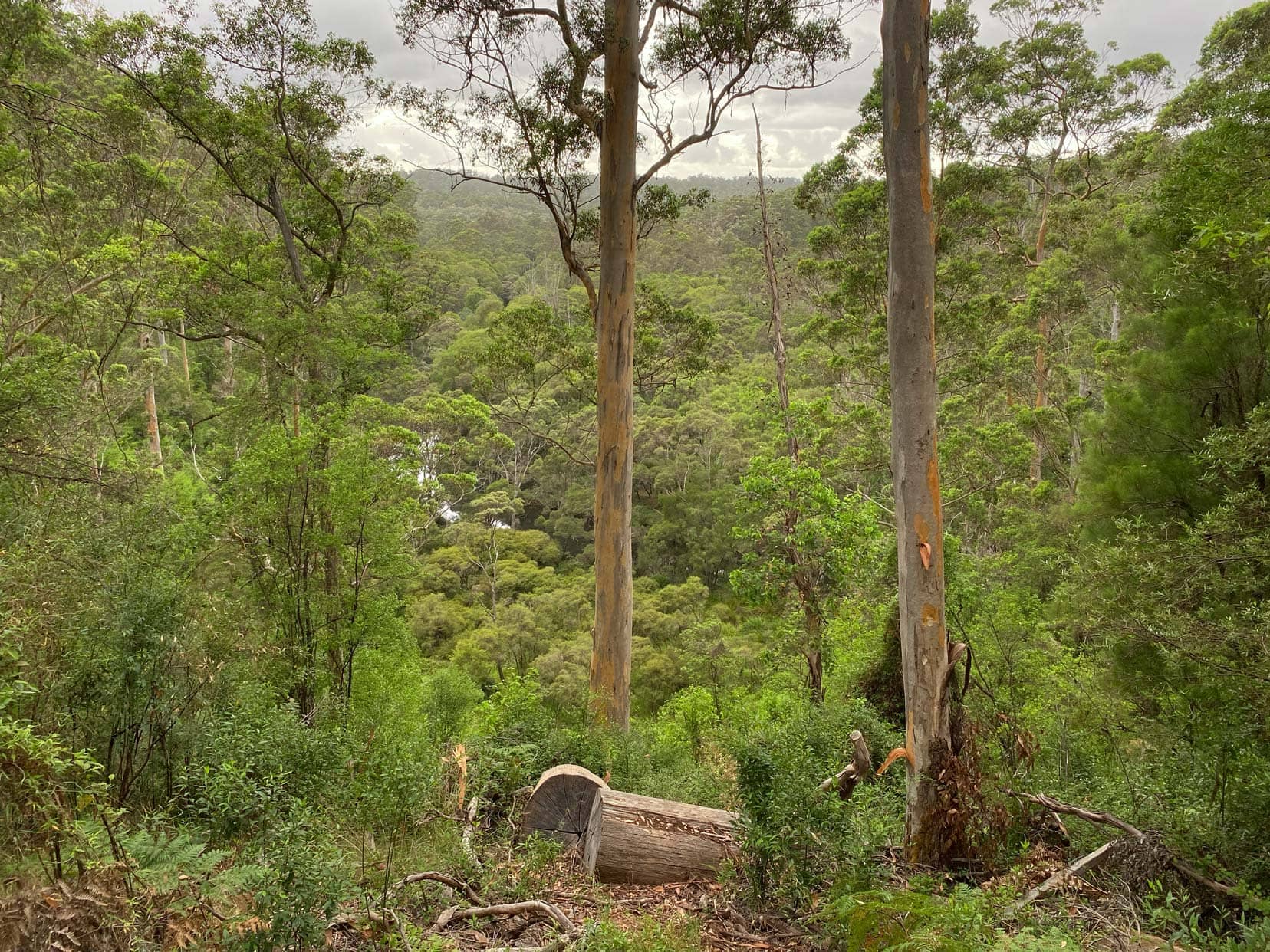 Heartbreak-Trail-Warren-Lookout with the river just seen through the trees down below 