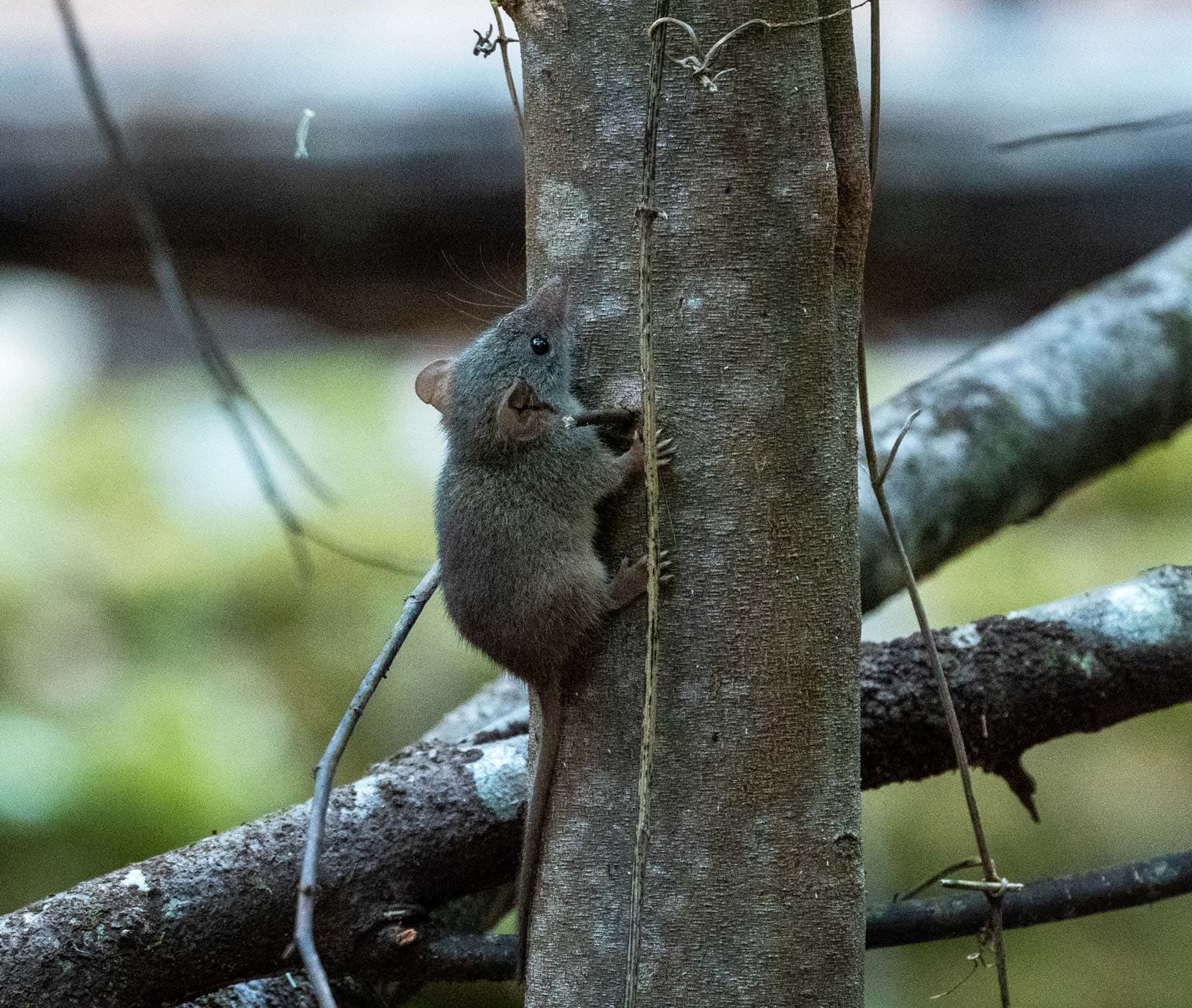 Heartbreak-Trail-marsupial mouse climbing a tree -at-Drafty's-Campsite