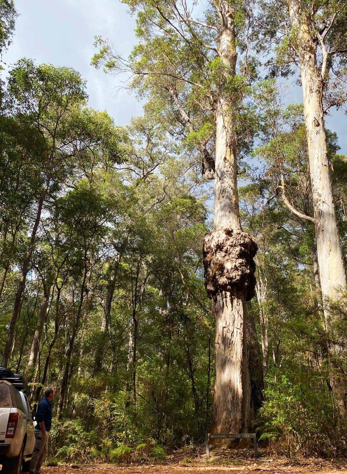 Heartbreak-Trail Marianne-North-Tree - a tall tree with a large burr (burl) about half way up 